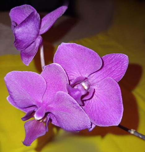 blume02